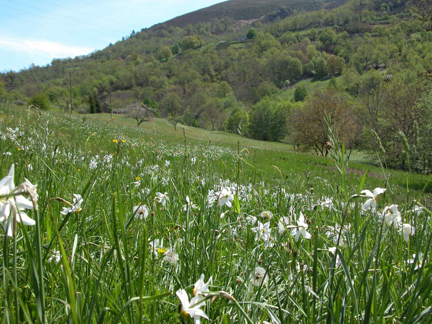 Narcissus, Pheasant's eye leaf